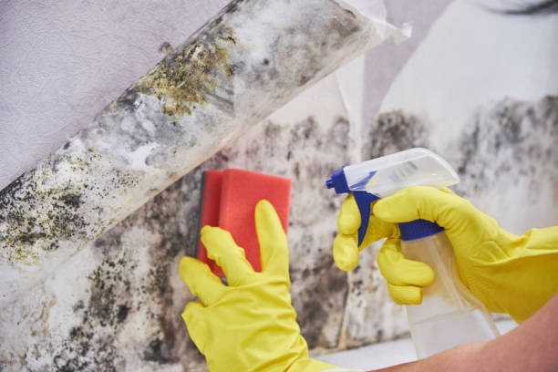 Best Mold Damage Restoration  in Lackland Af, TX